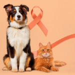 Outubro Rosa: A importância da prevenção do câncer de mama de cadelas e gatas